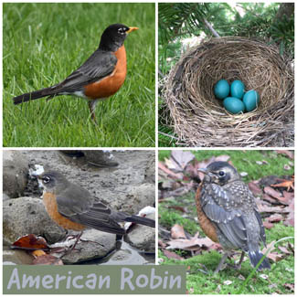 American Robin